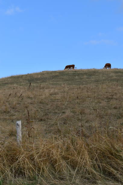 istock Herford cattle grazing on a hill top. 1332495975