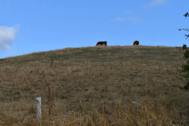 istock Herford cattle grazing on a hill top. 1332498121