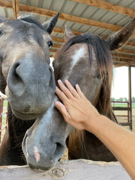 istock Male hand strokes horse head in stable. 1332499387
