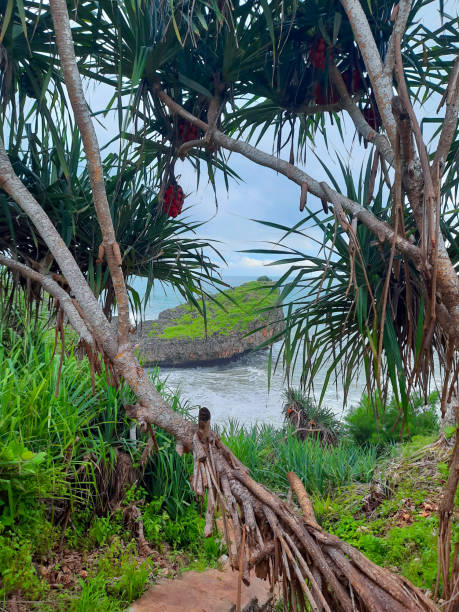 istock Frame view through palm trees from a rock plateau to a rocky beach. 1332499952