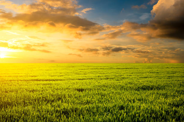 istock Clean grass and sky natural landscape 1332501496