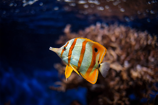 Copperband butterflyfish (Chelmon rostratus) beaked coral saltwater aquarium fish underwater