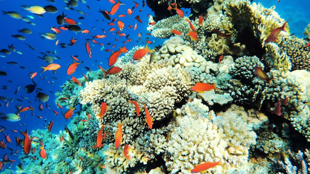 Fish underwater. Beautigul underwater world. Coral reef