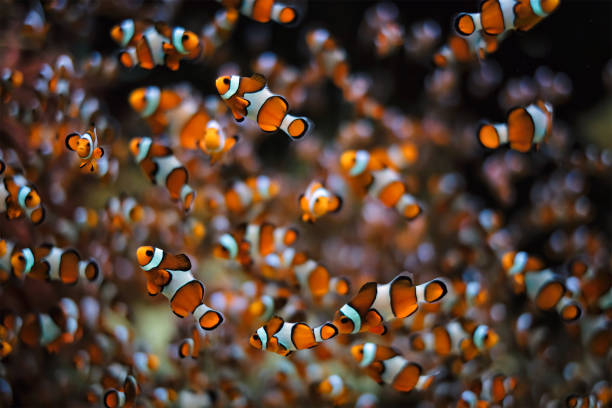 istock Clown Anemonefish Amphiprion ocellaris 1332502476