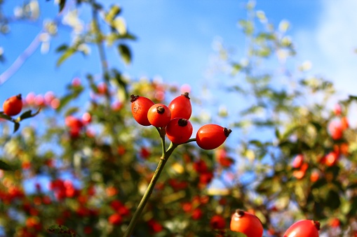 rose hips in the summer in front of the sky
