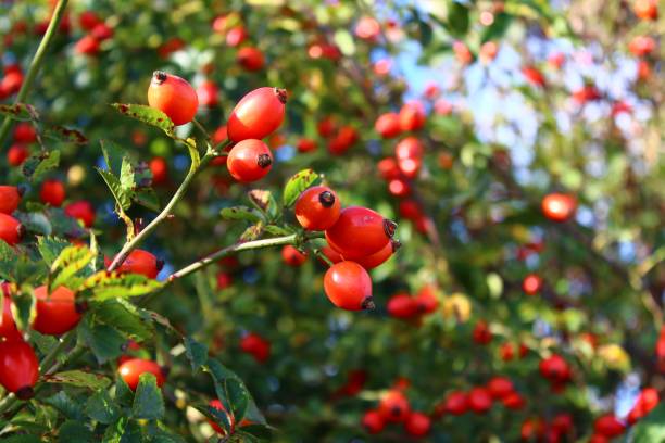 istock rose hips in the summer 1332504453