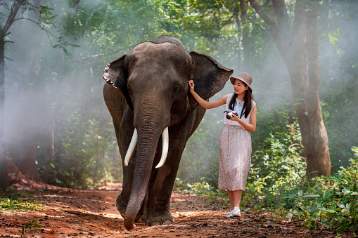 A young Asian tourist walks with an elephant in the forest of Surin, Thailand.