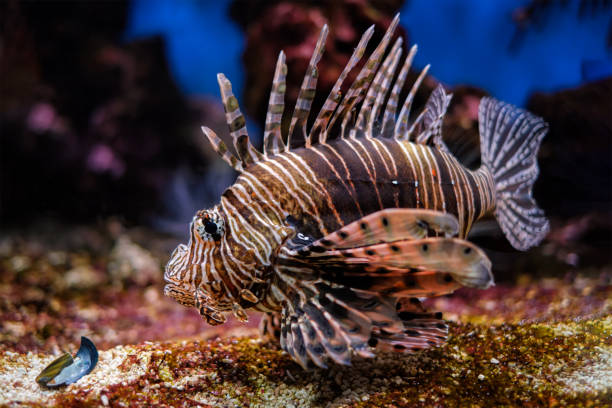 istock Red lionfish Pterois volitans fish underwater 1332505748