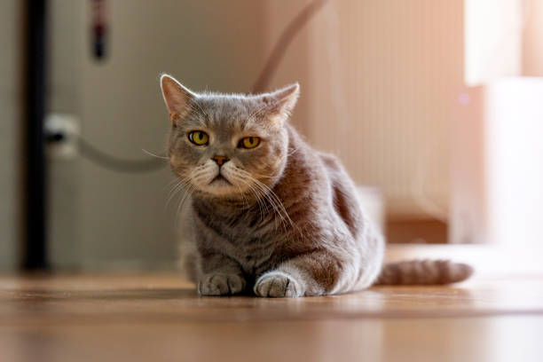 istock Beautiful cat on the parquet at home 1332505866