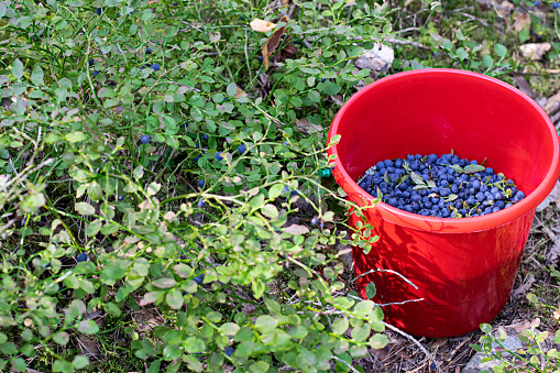 Red bucket filled with freshly picked and harvested blueberries (Vaccinium myrtillus) in the forest. Photo taken in Sweden.