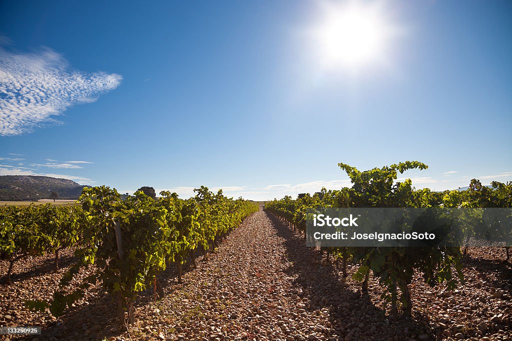 Viñedos de Ribera del Duero - Foto de stock de Valladolid - Provincia española libre de derechos