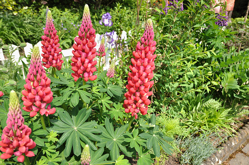 Colorful flowerbed with lupins in a herb and flower garden.