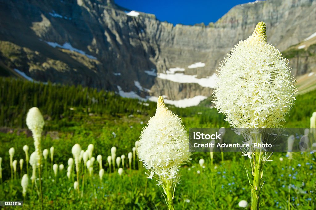 Beargrass w malowniczym alpejska Łąka Glacier National Park Stan Montana - Zbiór zdjęć royalty-free (Beargrass)