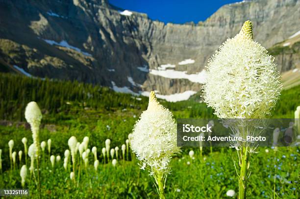 Foto de Beargrass No Cenário Alpino Meadow Parque Nacional Glacier Montana e mais fotos de stock de Agavacae