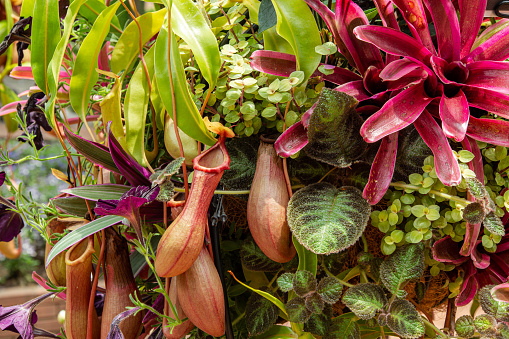 Tropical pitcher plant are carnivorous plants, but they are even more beautiful when planted together.