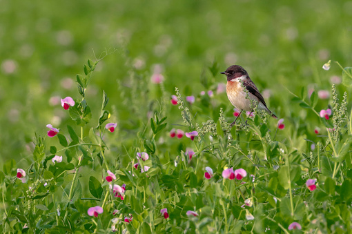 White tailed stonechat In the middle of the flower