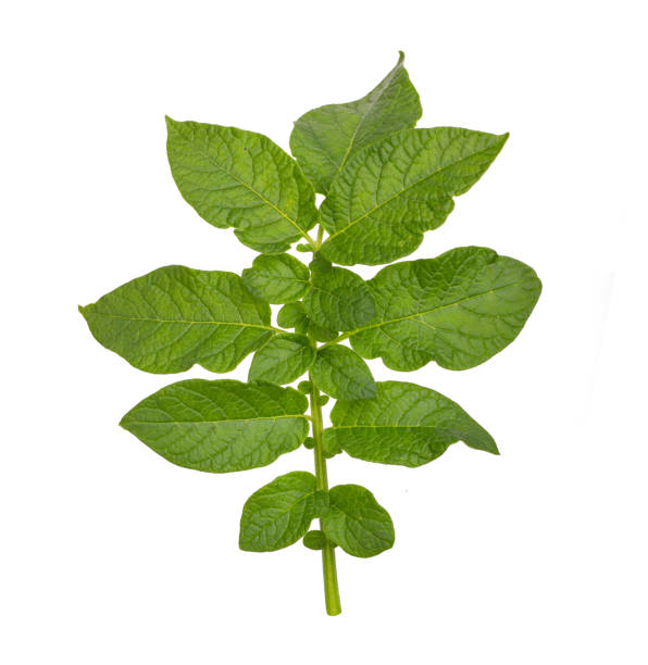 Potato leaves isolated on a white background
