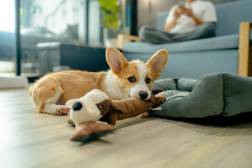 Happy corgi puppy playing with toy with owner playing smart phone on background.