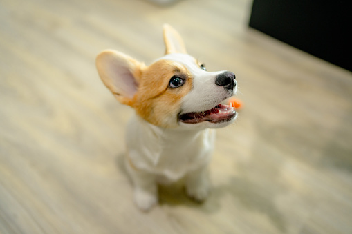Dog corgi sits happily smiling while waiting for orders from the trainer in a room