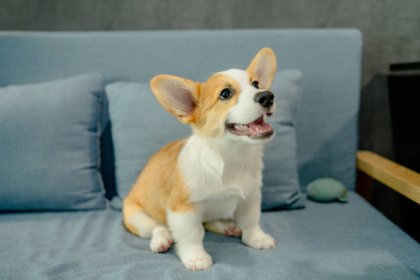 istock Smiling puppy corgi relaxing on sofa. 1332513778