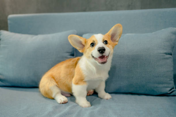 istock Funny Pembroke Corgi puppy 1332513805