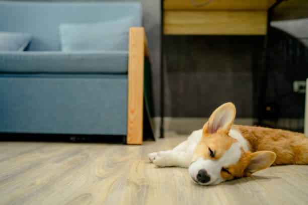 istock Cute corgi relaxing in cozy room. 1332513857