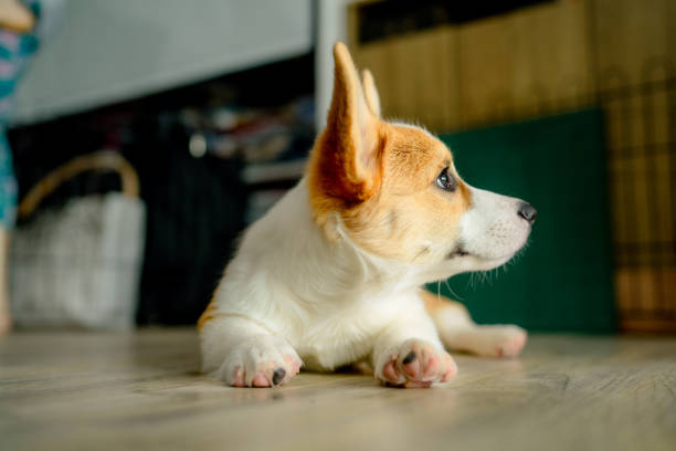 istock Dog corgi sits happily smiling while waiting for orders from the trainer in a room 1332513866