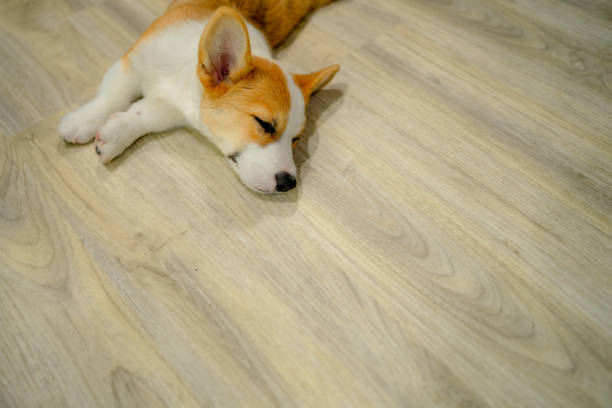 istock Cute corgi relaxing in cozy room. 1332513908