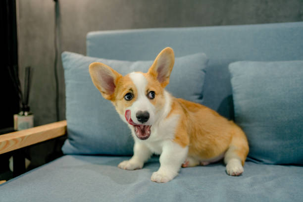 istock Smiling puppy corgi relaxing on sofa. 1332513914