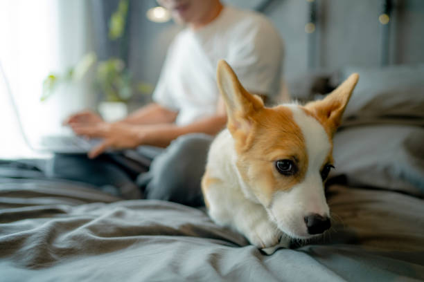 istock Dog corgi sits happily smiling while waiting for orders from the trainer in a room 1332513929