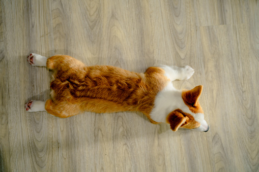 Corgi napping during the day in living room.