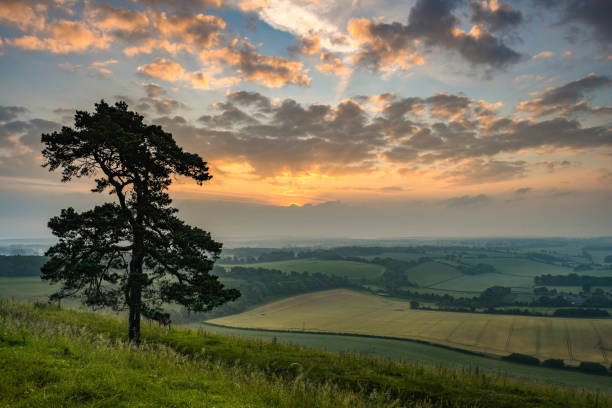 istock Lone Tree at Martinsell Hill, Wiltshire 1332515625
