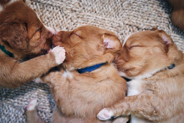 istock Cute dogs sleeping on blanket 1332517827