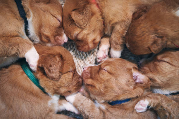 istock Cute dogs sleeping on blanket 1332517828