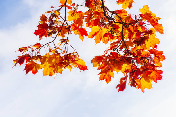 acero (acer platanoides) nei colori autunnali, sfondo cielo. - treetop sky tree tree canopy foto e immagini stock