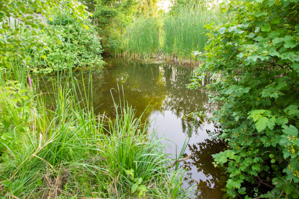 istock Summer green natural background. Small pond surrounded by greenery. 1332520414