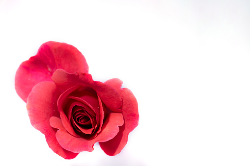 Beautiful red rose flower on a white background.