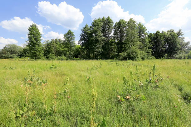 istock A meadow with trees a little away 1332520606