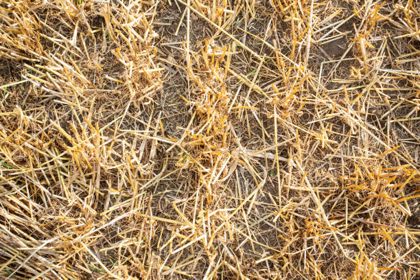 hay bales in the sunset stock photo