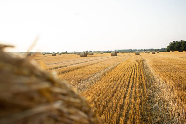 hay bales in the sunset stock photo