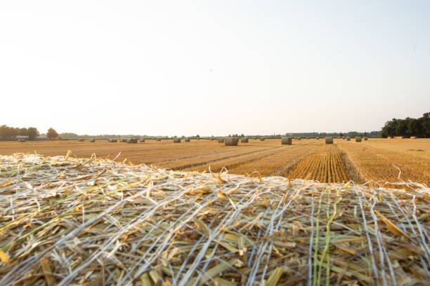 hay bales in the sunset stock photo