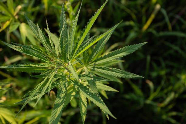 Field of industrial hemp (cannabis) in the evening sun. Legally planted on the field stock photo