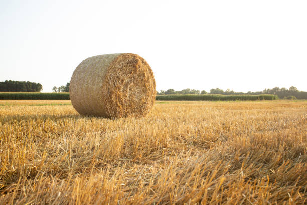 istock hay bales in the sunset 1332520818
