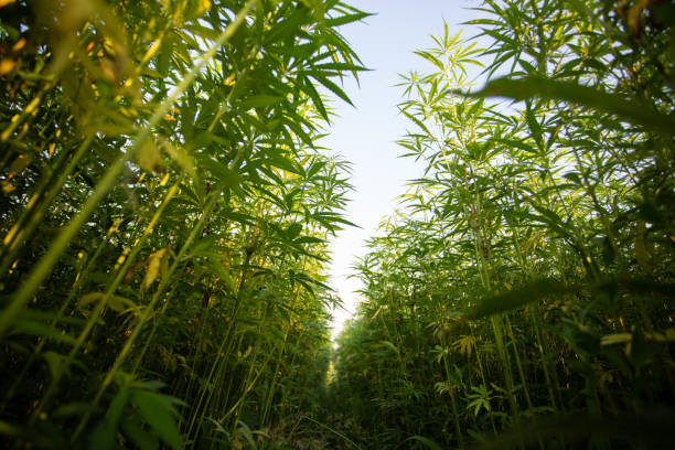 Field of industrial hemp (cannabis) in the evening sun. Legally planted on the field stock photo