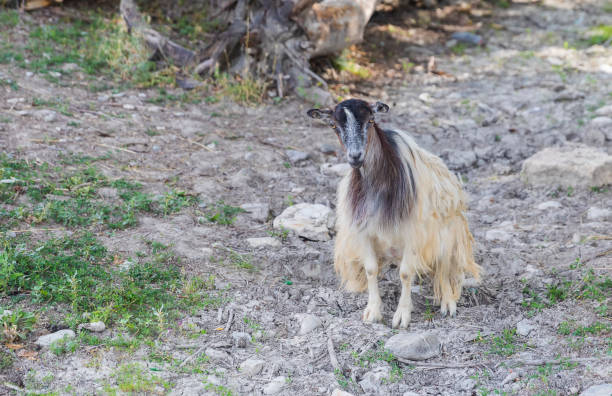 istock Young sheep lying and looking at the camera 1332521494