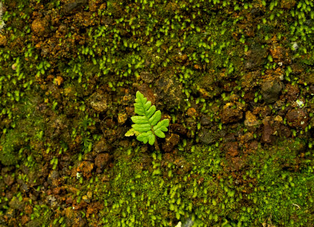 Baby fernon moss A close up of a fern growing in moss. climate justice photos stock pictures, royalty-free photos & images