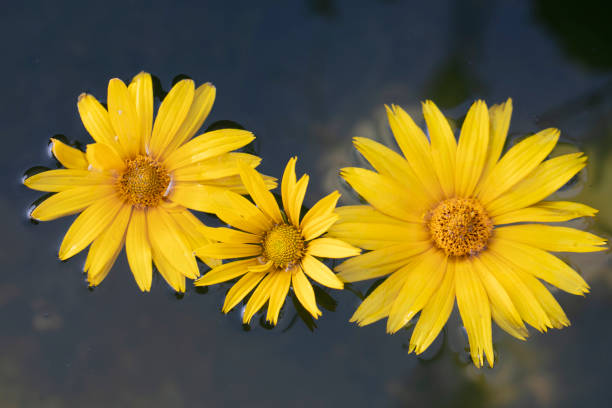 Daisy