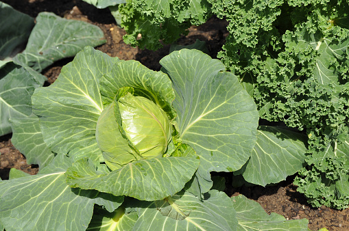 Healthy green Brassica growing in English vegetable garden