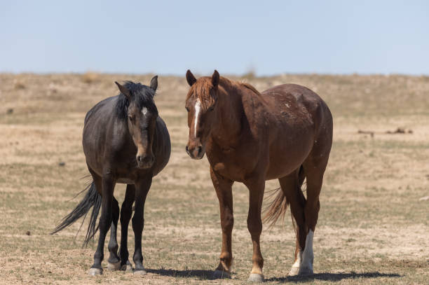 istock Wild Horses in the Utah Desert 1332525791