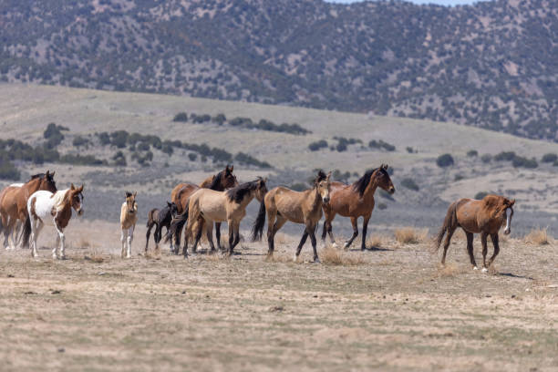istock Wild Horses in the Utah Desert 1332525836